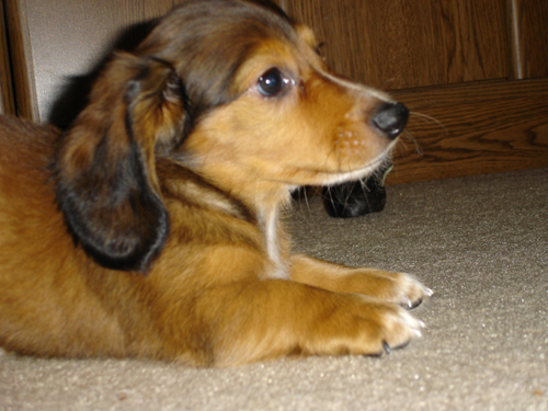 Krieger is a long haired miniature Dachshund which I brought home with me